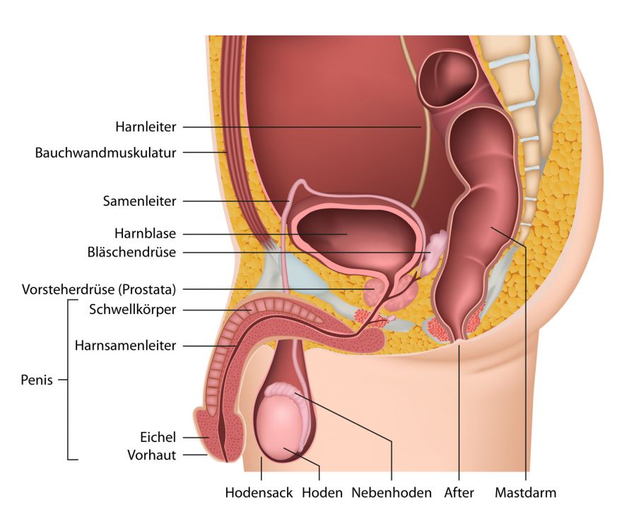 Männliche Geschlechtsorgane - Anatomie